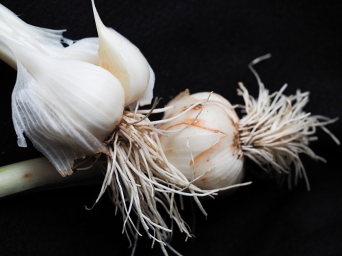 Garlic fresh_P6288157